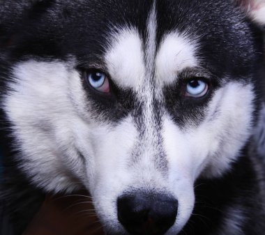 Mavi gözlü Sibirya husky köpek. Yakın çekim.