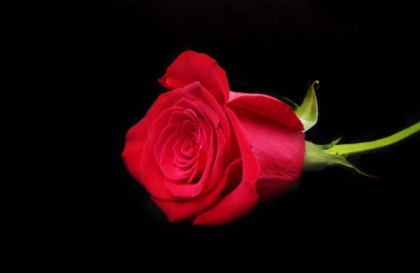 Decoration for Valentines day with Luxury red rose on black background. — Stock Photo, Image