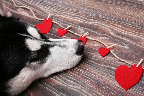 Siberian husky dog near the red hearts. Decoration for Valentines day.