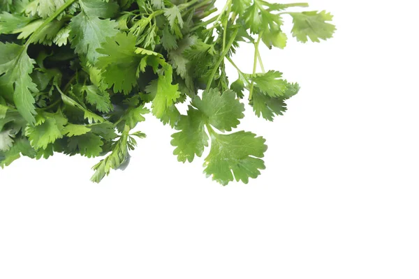 Friss zöld cilantro, koriander levelek elszigetelt fehér alapon. — Stock Fotó