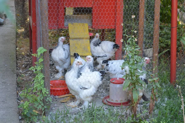 笼中的小鸡 — 图库照片