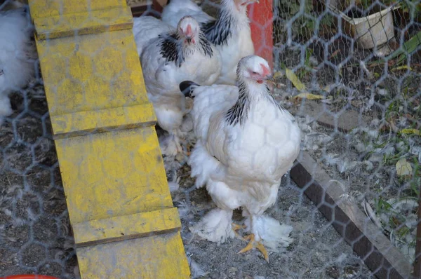 Kuřata v kleci — Stock fotografie