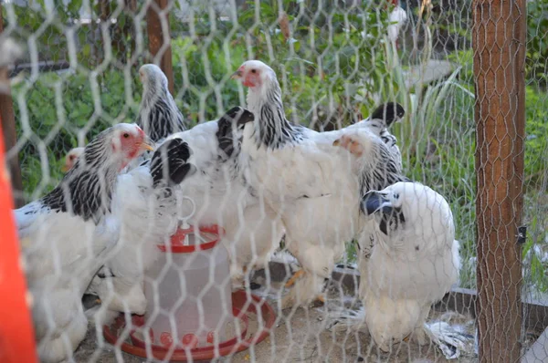 Kuřata v kleci — Stock fotografie