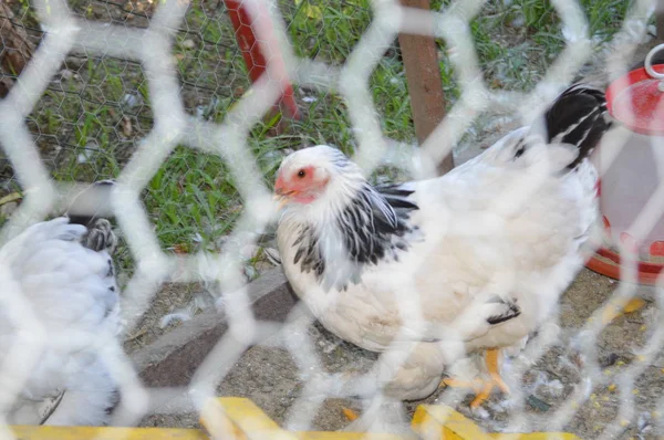 笼中的小鸡 — 图库照片
