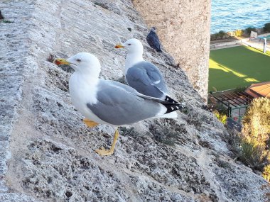 Duvardaki martılar