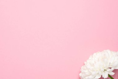 Pastel pembe arka planda güzel beyaz çiçek. Yazlık dergileriniz için fotokopi alanı. Anneler günü ve tatiller için düzlük..