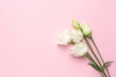 Telif uzayı pembe arka planda beyaz Eustoma çiçekleri. Tatiller için minimalist kompozisyon.