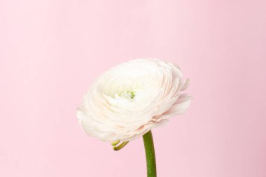 Pastel pembe arka planda desen beyaz ranunculus çiçeği.