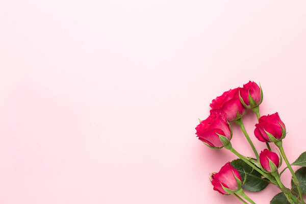 Pink roses flowers on pink background with copyspace. Minimalistic composition for Valentine's day day and holidays.