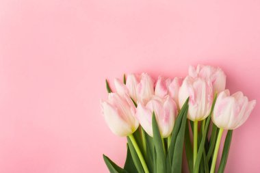 Pembe arka planda, kopyalanmış bahar çiçeği pembe laleleri. Aşk teması, Anneler Günü, Kadınlar Günü