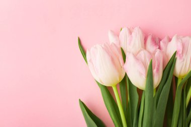 Pembe arka planda, kopyalanmış bahar çiçeği pembe laleleri. Aşk teması, Anneler Günü, Kadınlar Günü