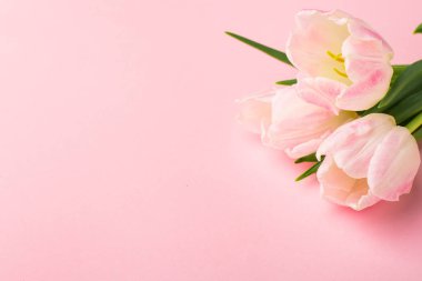 Pembe arka planda, kopyalanmış bahar çiçeği pembe laleleri. Aşk teması, Anneler Günü, Kadınlar Günü