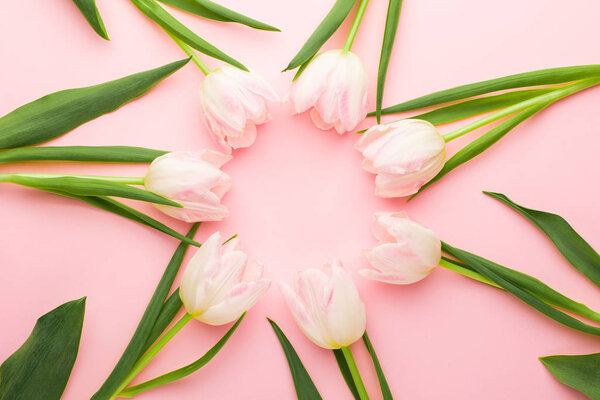 Floral frame background with tulips flowers on pink pastel background. Flat lay, top view. Spring time background.