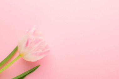 Pembe arka planda, kopyalanmış bahar çiçeği pembe laleleri. Aşk teması, Anneler Günü, Kadınlar Günü manzarası