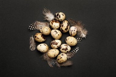 Siyah arka planda tüyleri olan bıldırcın yumurtaları. Bayram paskalyası, minimal siyah kompozisyon üst görünümü
