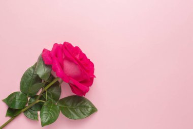 Telif alanı üst görünümlü pembe arkaplanda koyu pembe bir gül