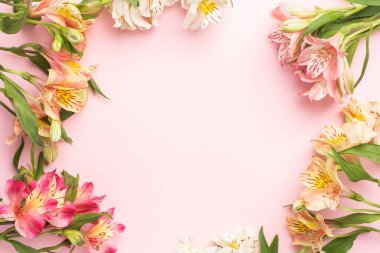 Alstroemeria 'nın sarı ve pembe çiçekleri, telif alanı üst manzaralı pembe bir zemin üzerindedir.