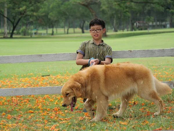 Asian boy playing with puppy dog golden retreiver in park — Stock Photo, Image