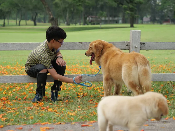 Asiático chico jugando con cachorro perro dorado retreiver en parque — Foto de Stock