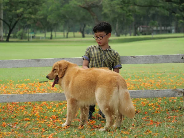 Ázsiai fiú kiskutya kutya golden retreiver parkban játszó — Stock Fotó