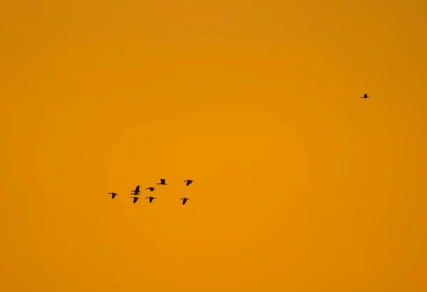 橙色背景下的鸟的轮廓. 复制空间 — 图库照片