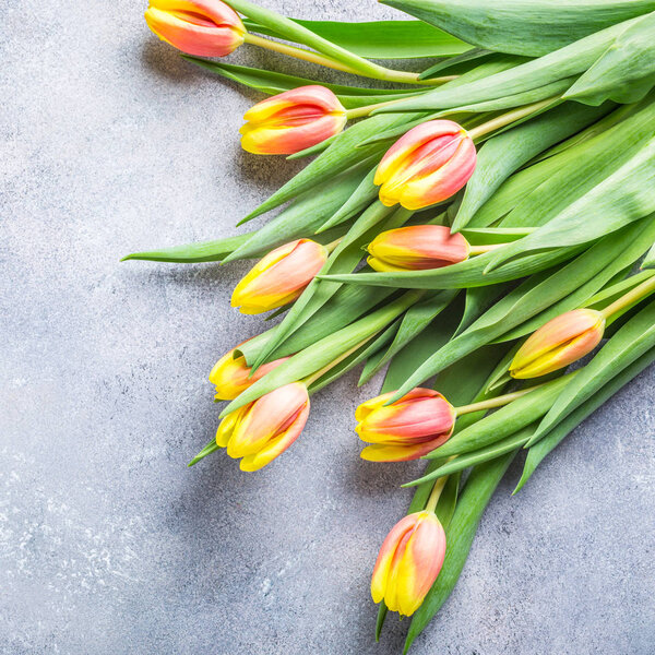 Красивые желтые тюльпаны
