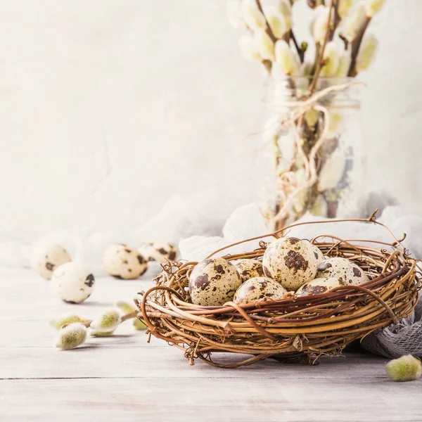 Wachteleier im Nest — Stockfoto