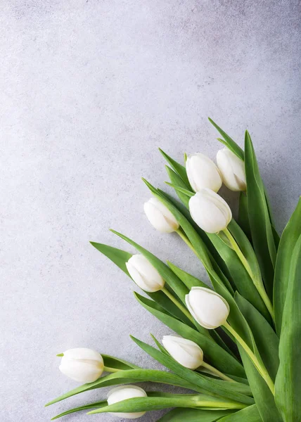 Mooie witte tulpen — Stockfoto