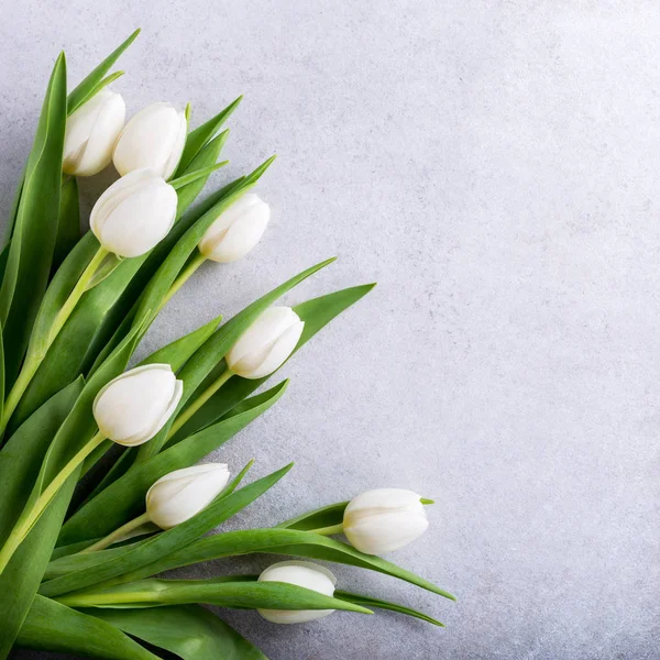 Красиві білі тюльпани — стокове фото