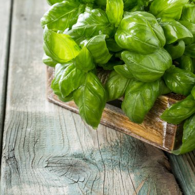 Yeşil bazilika yaprakları
