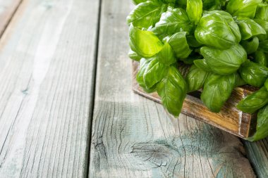 Yeşil bazilika yaprakları