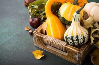 Sonbahar balkabağı Şükran Günü arka planı