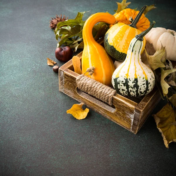 Autumn pumpkin thanksgiving background — Stock Photo, Image