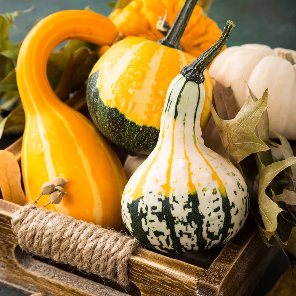 Autumn thanksgiving composition — Stock Photo, Image