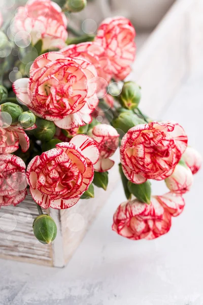 Różowe kwiaty goździków — Zdjęcie stockowe