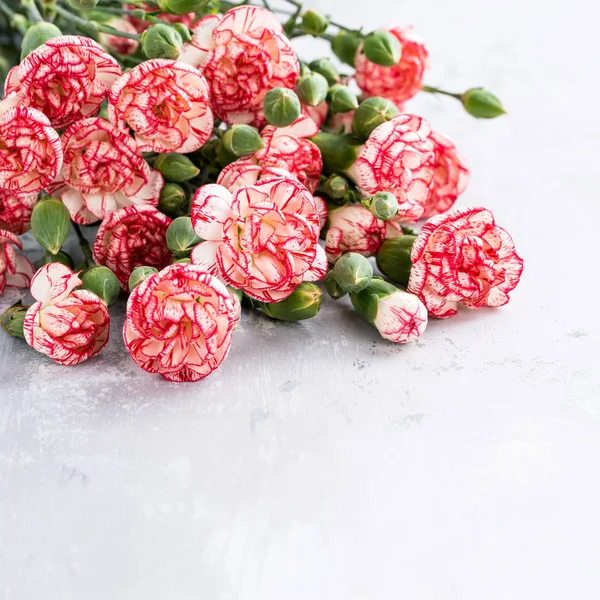 Rosa Nelkenblüten — Stockfoto