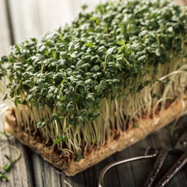 Garden cress, genç bitkiler.