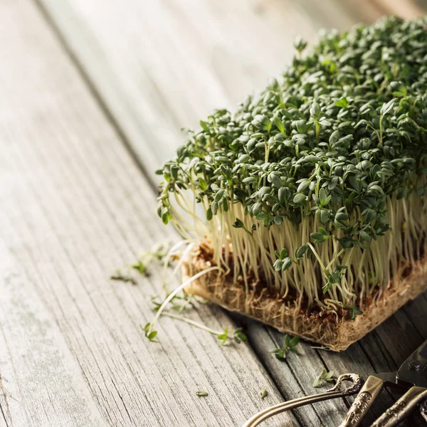 Garden cress, genç bitkiler. — Stok fotoğraf