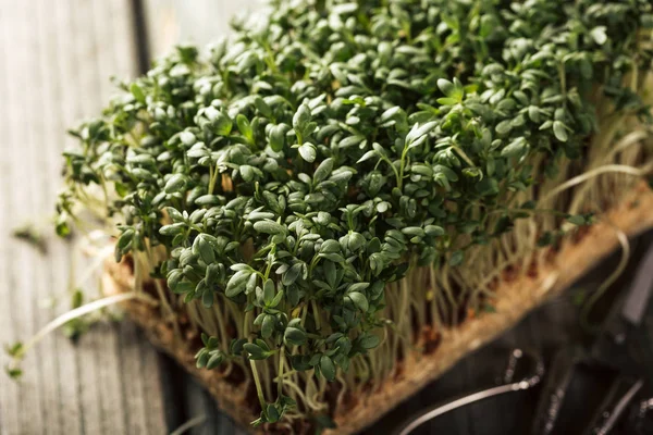 Garden cress, young plants. — Stock Photo, Image