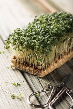 Garden cress, genç bitkiler.