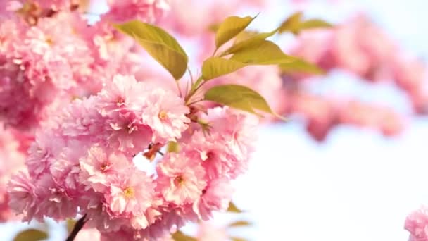 Mooie sakura bloem — Stockvideo