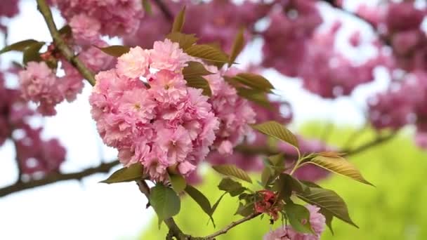 Bellissimo fiore di sakura — Video Stock