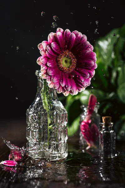 Gerbera růžový květ — Stock fotografie