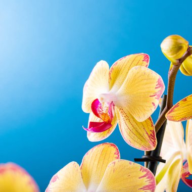 Orkide çiçeği sarı çiçek açar.