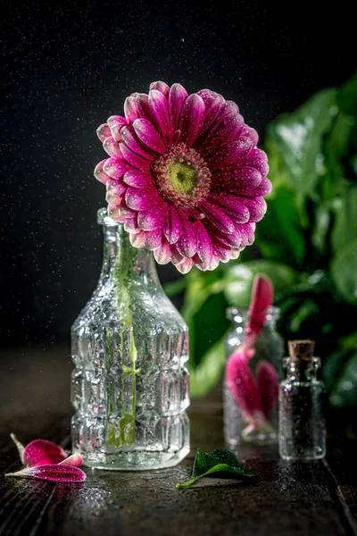 Gerbera pink flower — Stock Photo, Image
