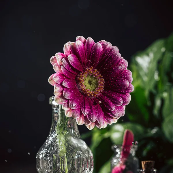 Gerbera rosa blomma — Stockfoto