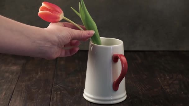 Woman puts pink spring tulip in white pitcher — Wideo stockowe