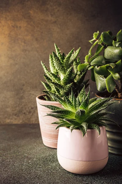 Samling av ulike sukkulente planter – stockfoto