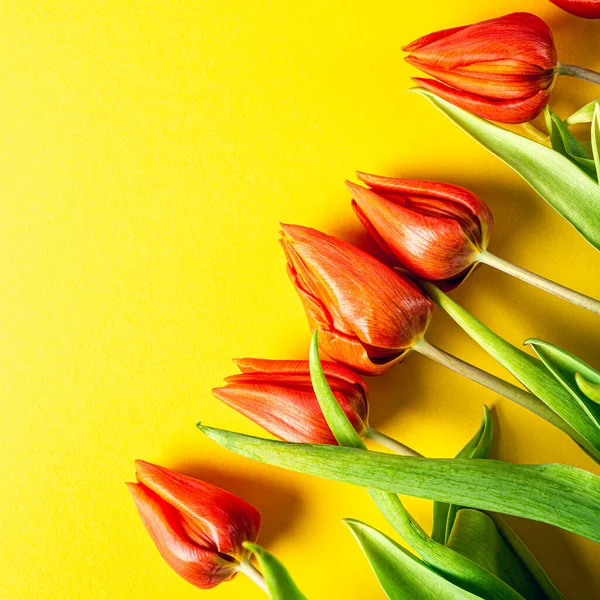 Помаранчеві тюльпани на жовтому тлі — стокове фото