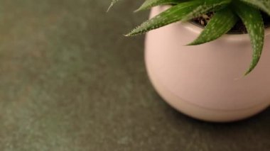 Kapalı ev bitkisi sulu